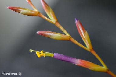 Tillandsia-fuchsii-7