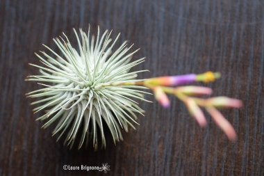 Tillandsia-fuchsii-8