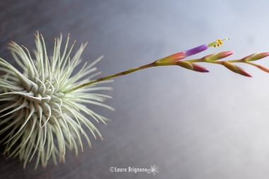 Tillandsia-fuchsii-9