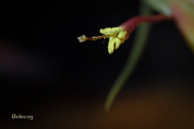 tillandsia-caput-medusae-fleur-1