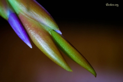 tillandsia-caput-medusae-fleur-2