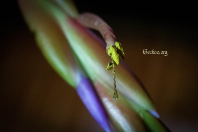 tillandsia-caput-medusae-fleur-3