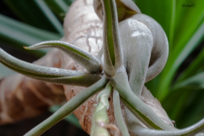tillandsia-caputmedusae-1