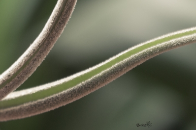 tillandsia-caputmedusae-2