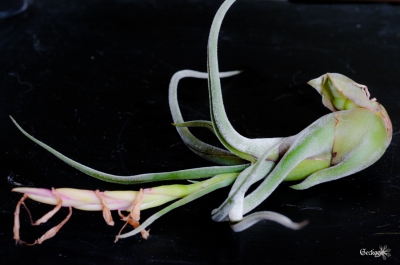 tillandsia-caputmedusae-3