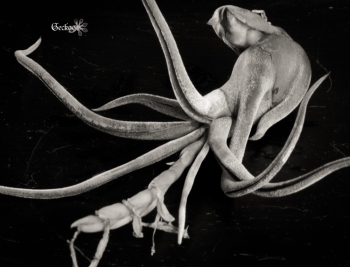 tillandsia-caputmedusae-4
