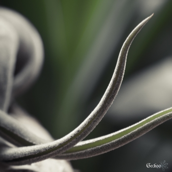 tillandsia-caputmedusae-5