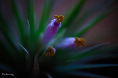 Tillandsia kolbii en fleur