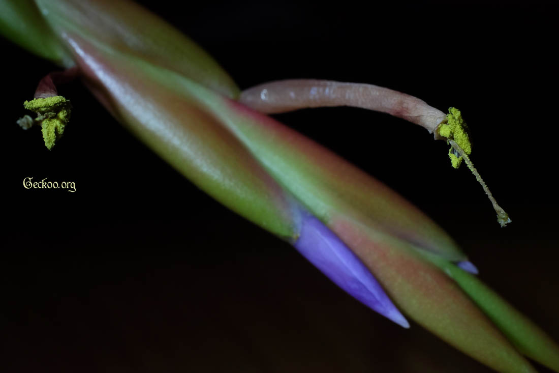 tillandsia-caput-medusae-fleur-4